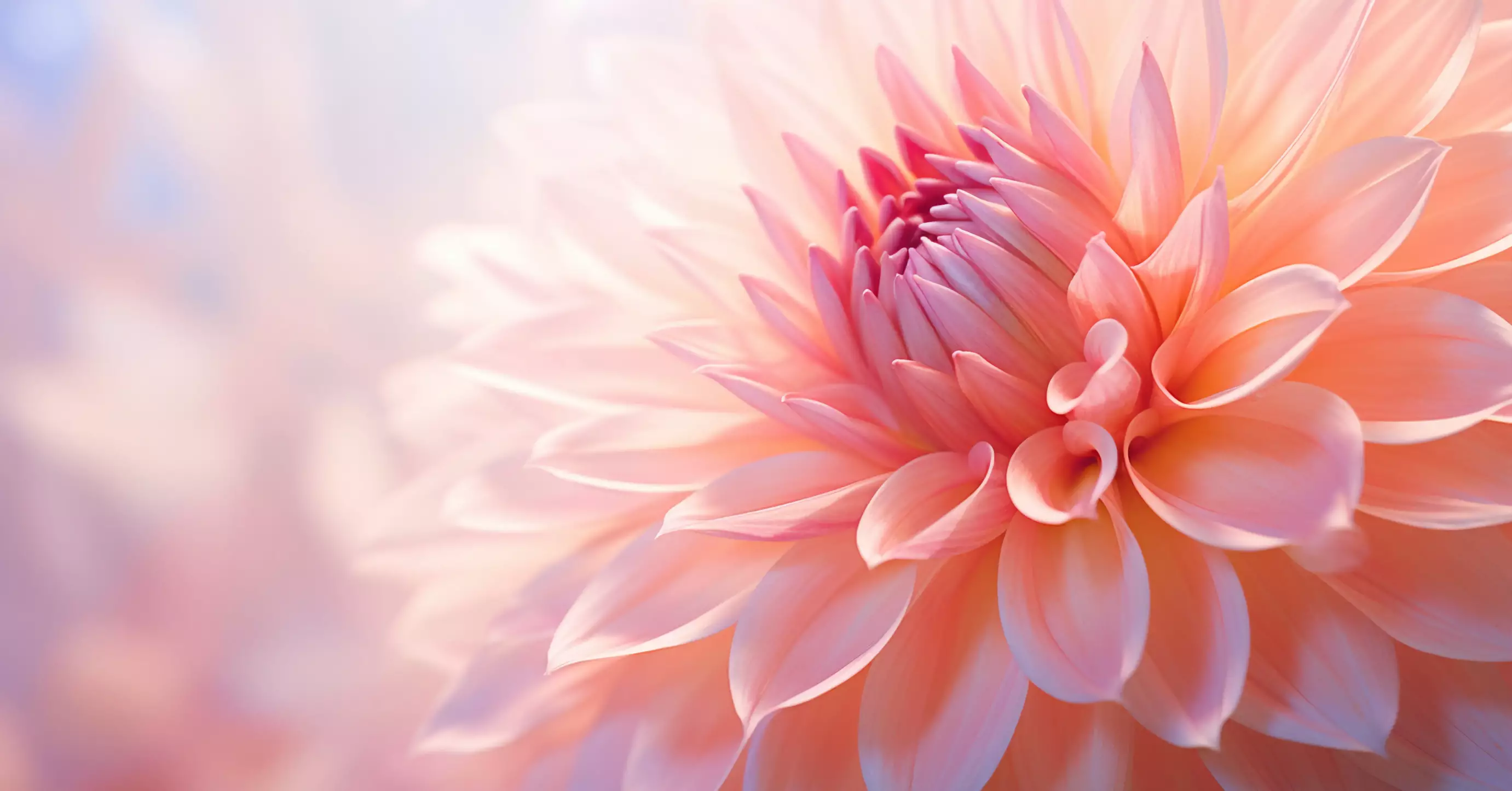 <b>Organisation d’obsèques, accompagnement complet et démarches administratives</b>